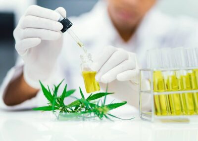 CBD Studien