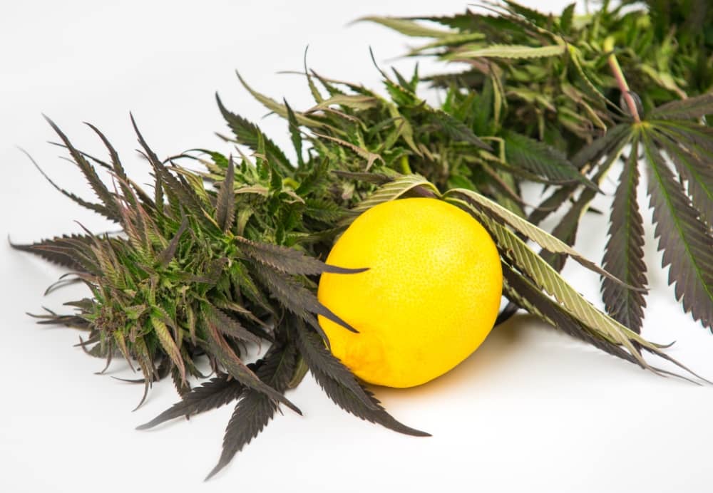 Terpene Entourage Effekt