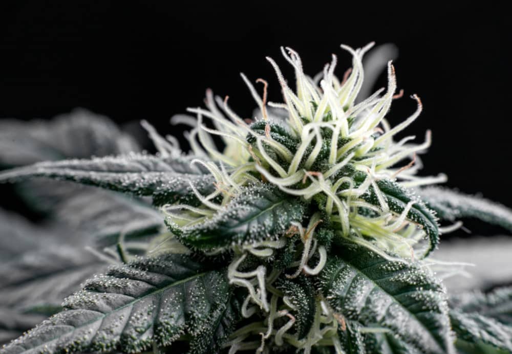 THC CBD