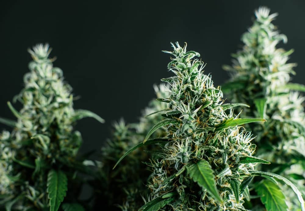 Unterschied Cannabis Marihuana